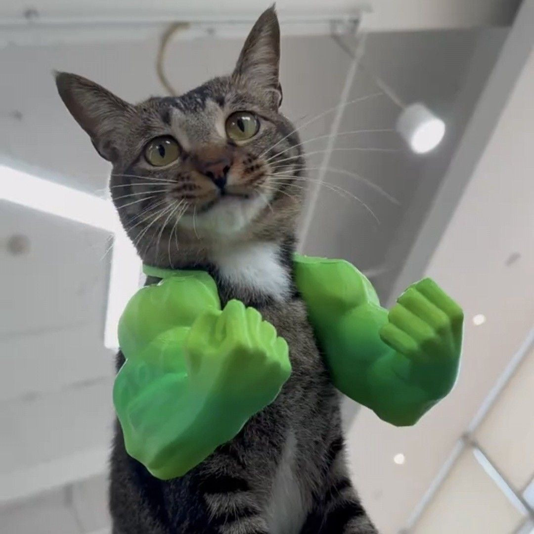 Cat Muscle Arms