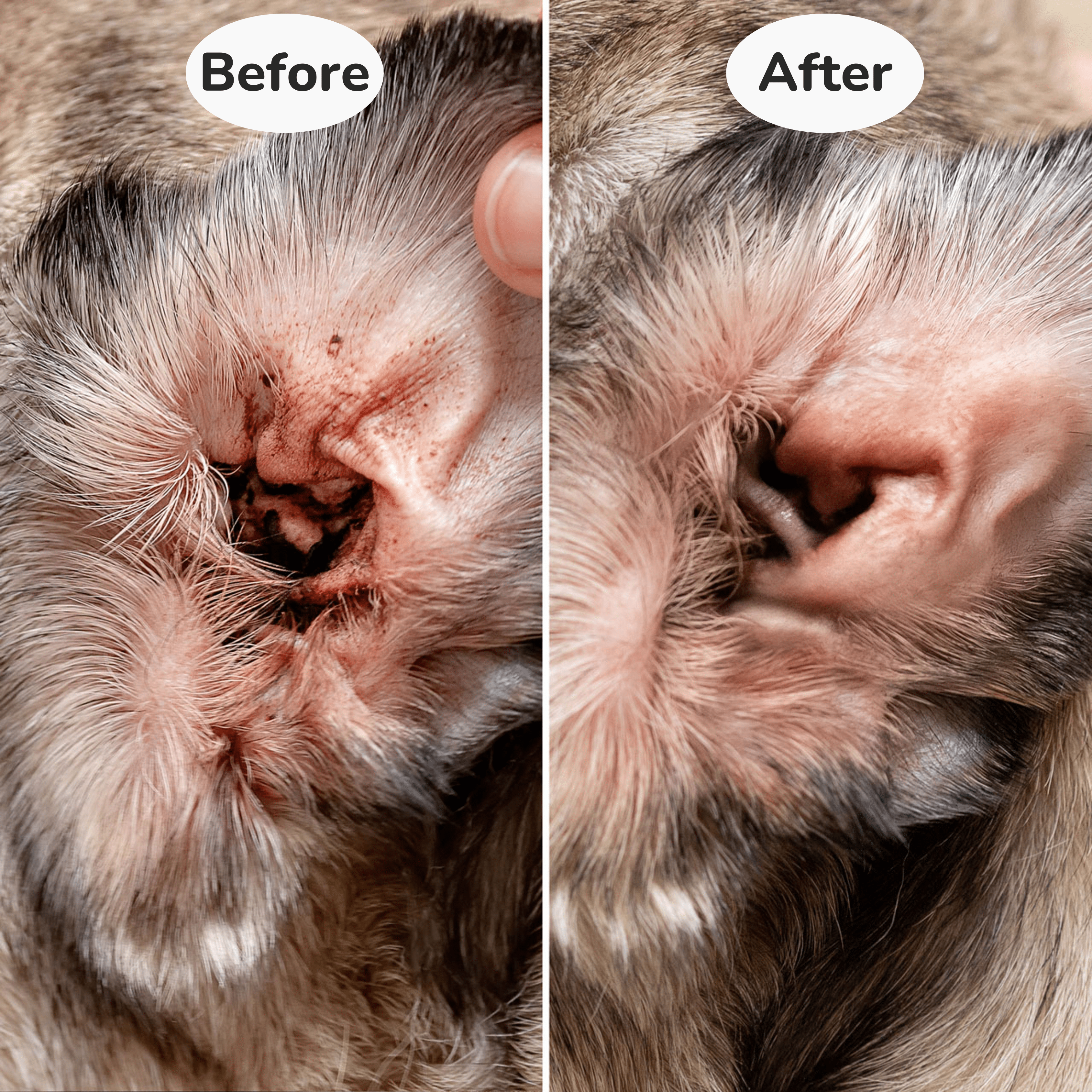 Ear Cleaning Wipes