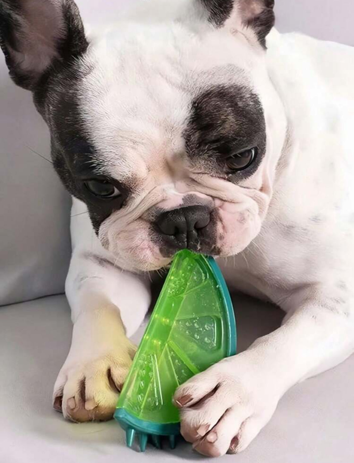 Frozen Fruit Chew Toy