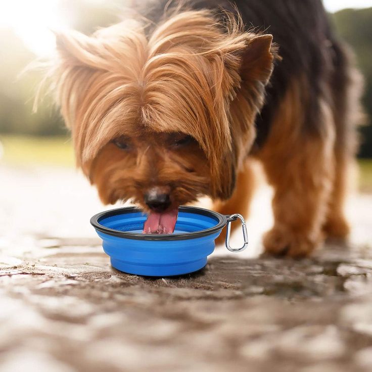 Portable Collapsible Bowl
