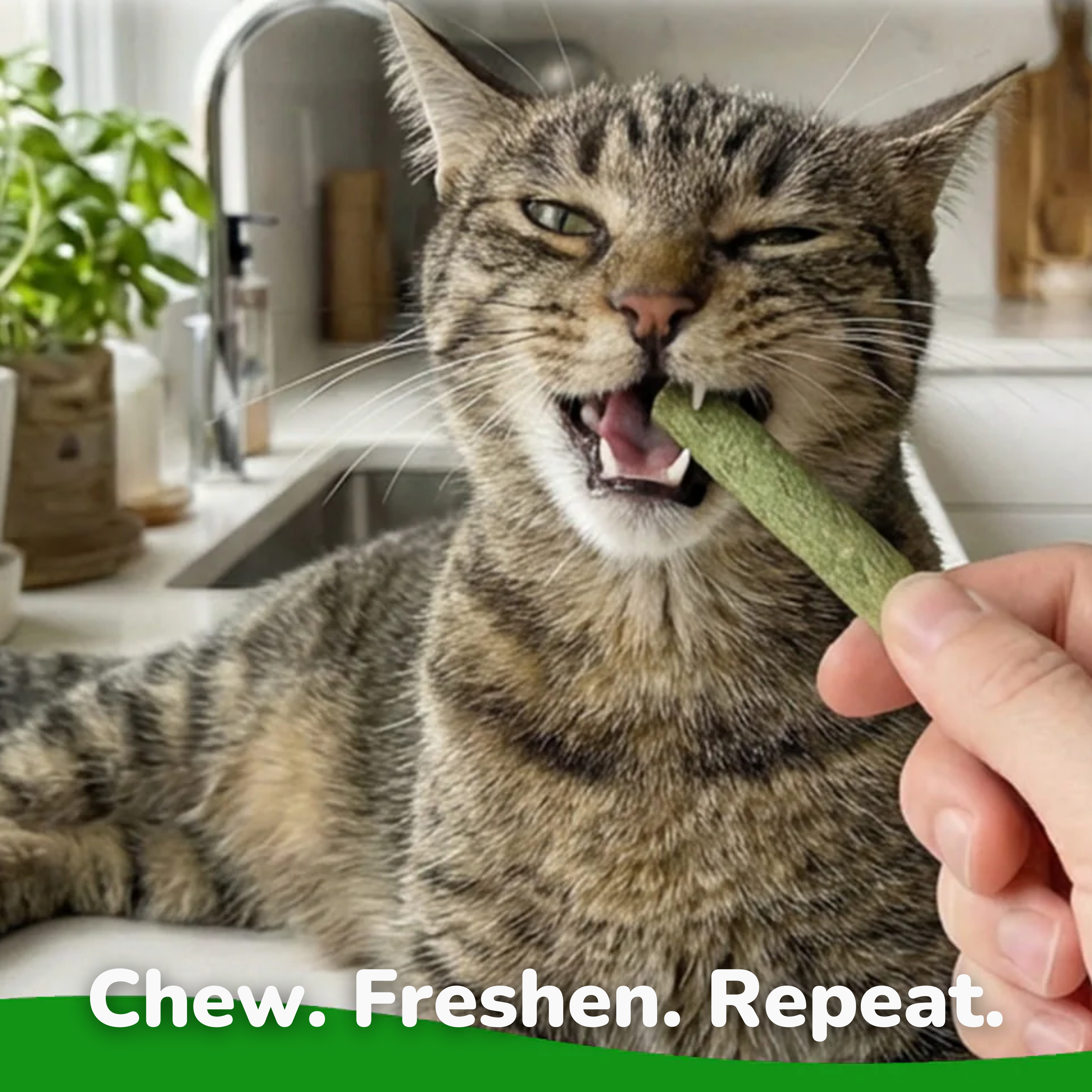 Cat Grass Teething Sticks - 6pcs/Bag