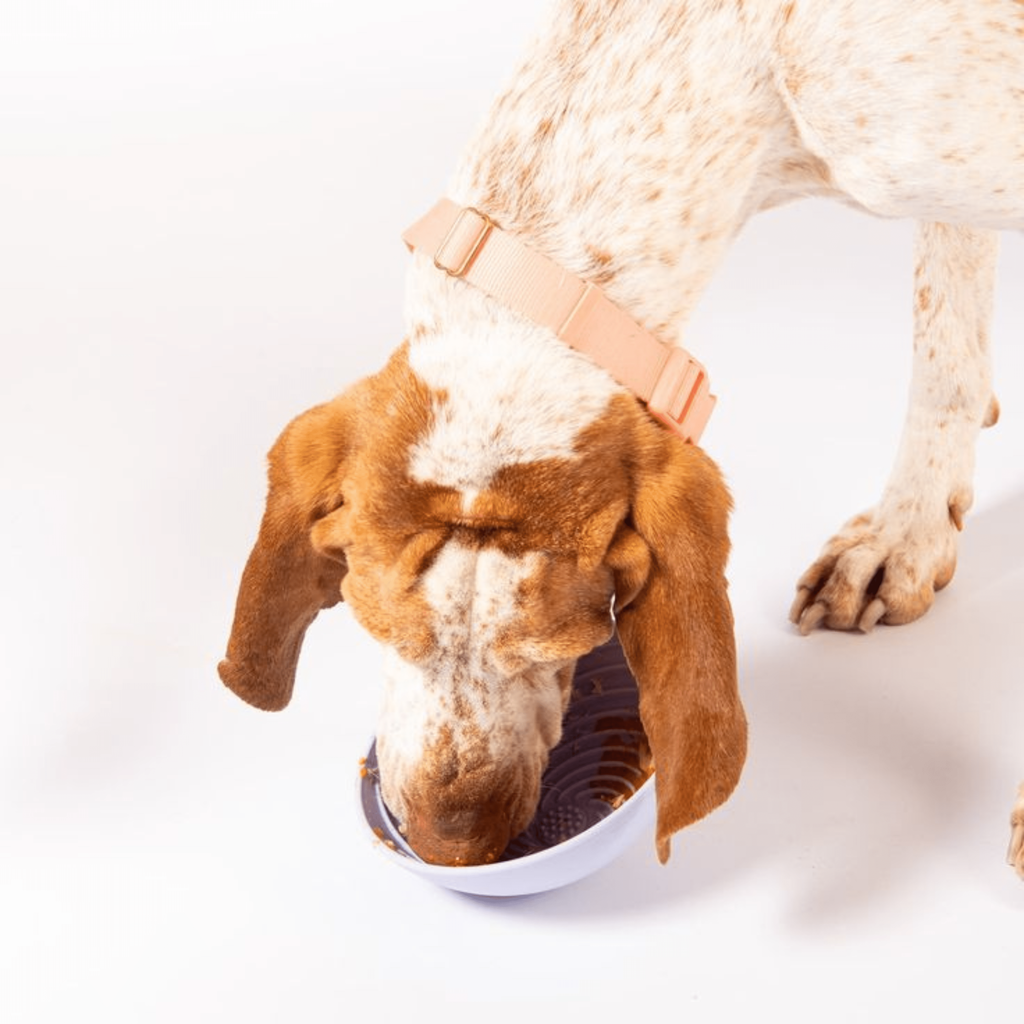 Lick Mats & Bowls