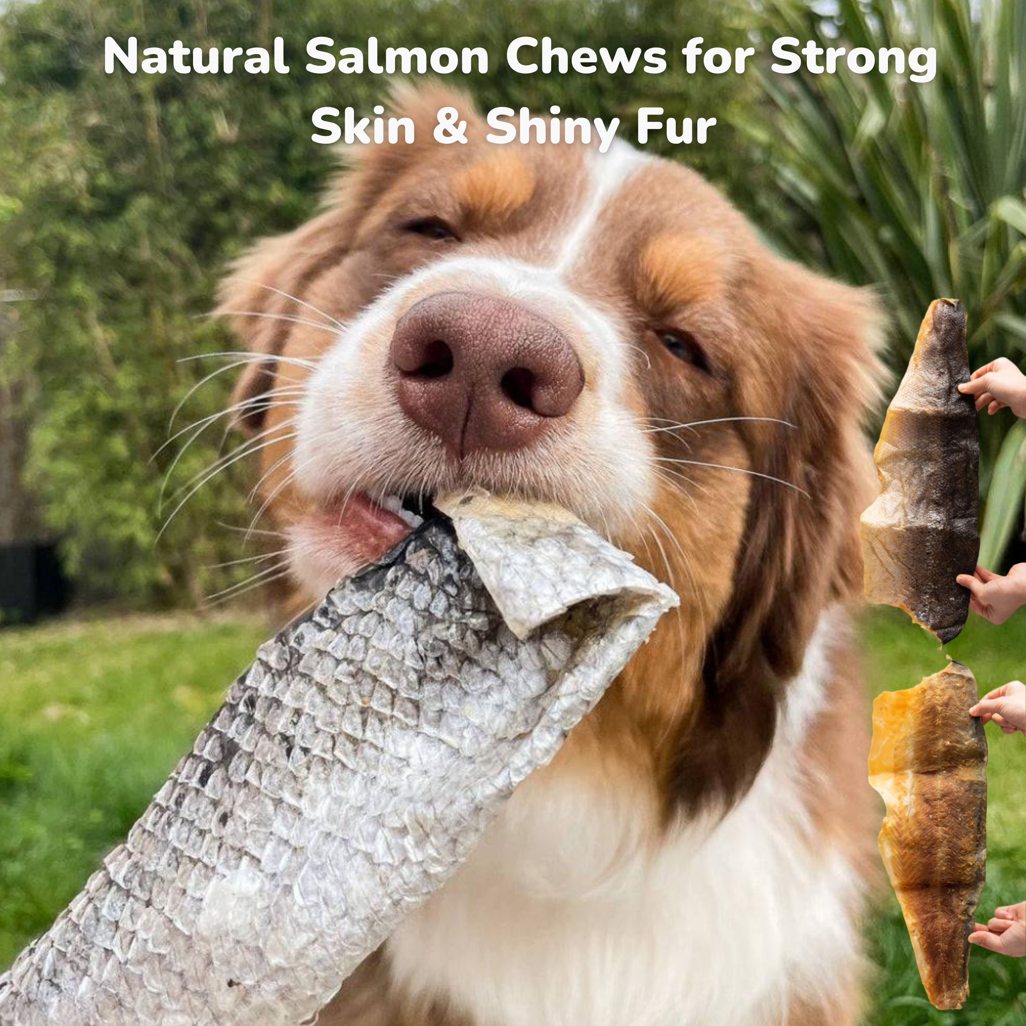 Salmon Skin Chew