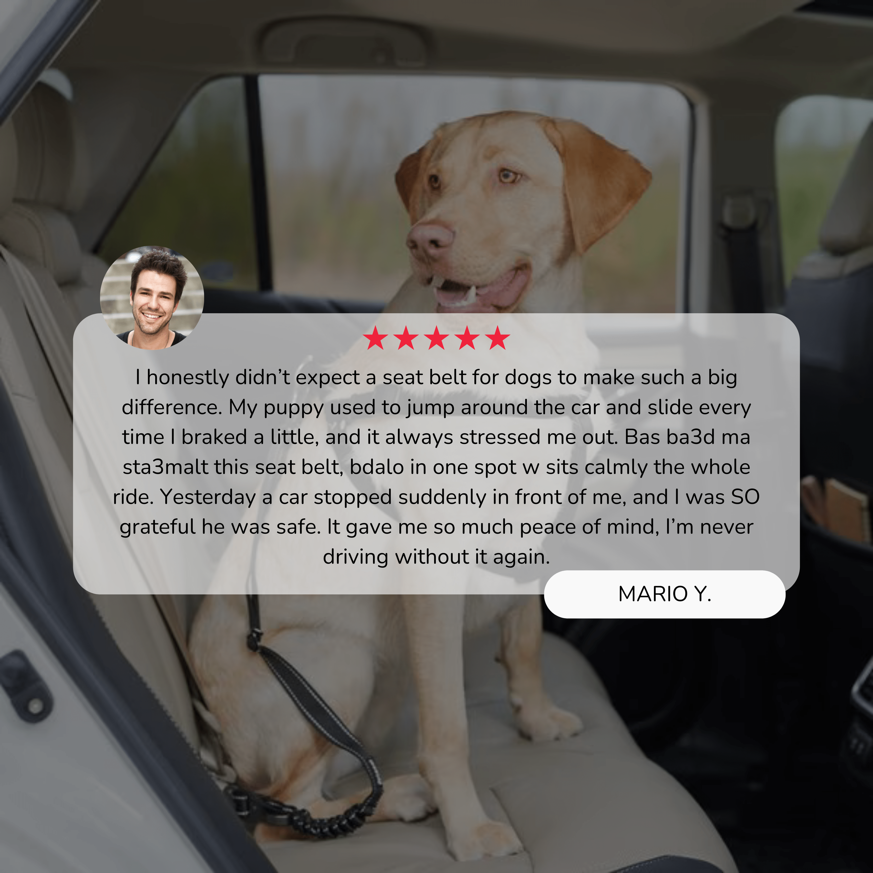 Bungee Seat Belt Leash
