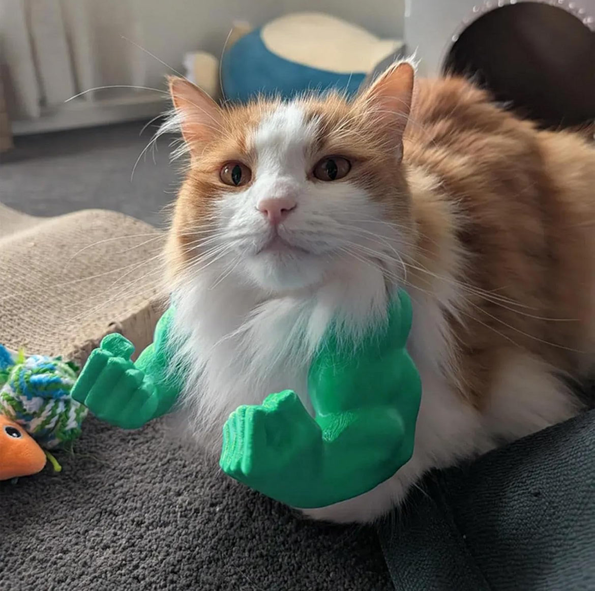 Cat Muscle Arms