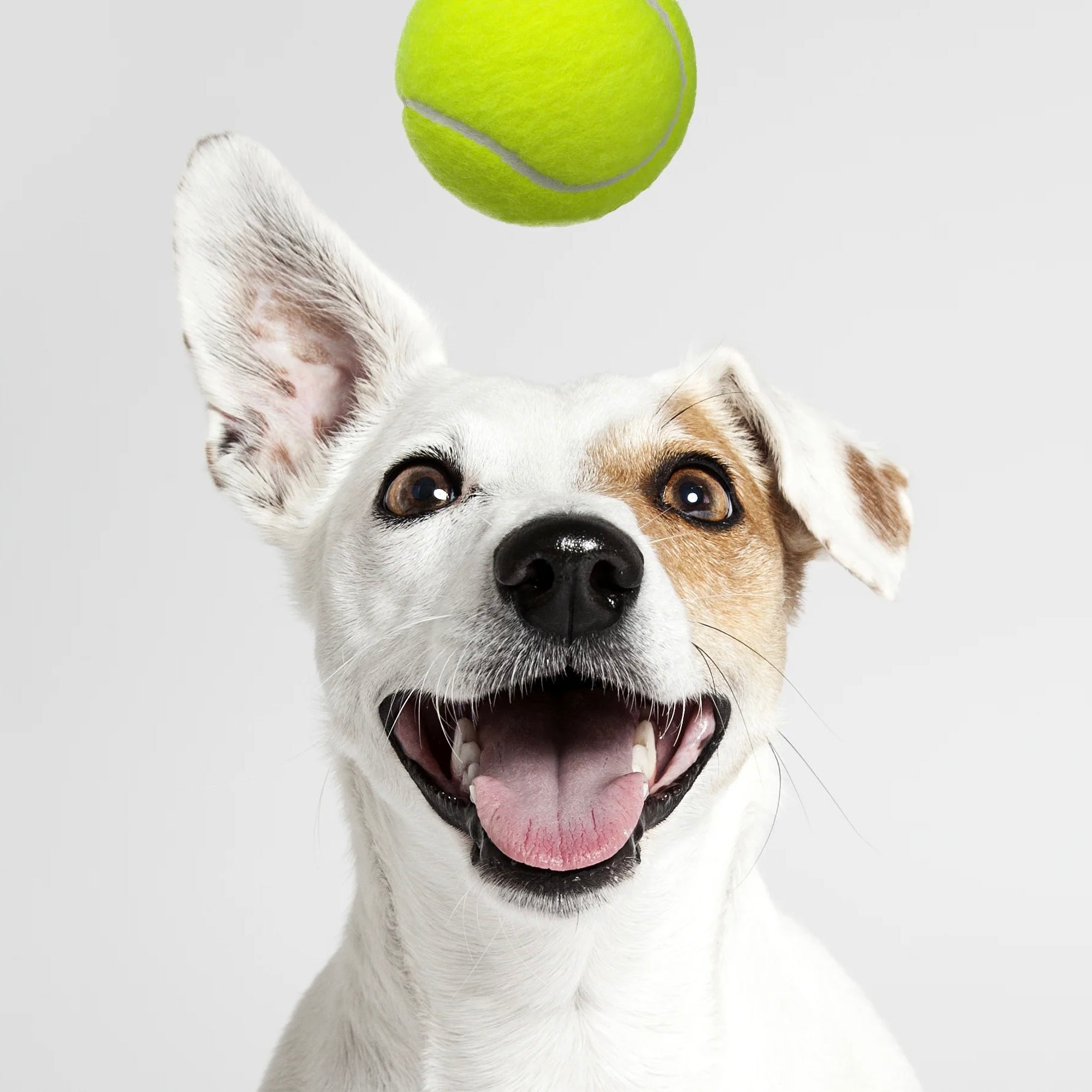 Tennis Ball