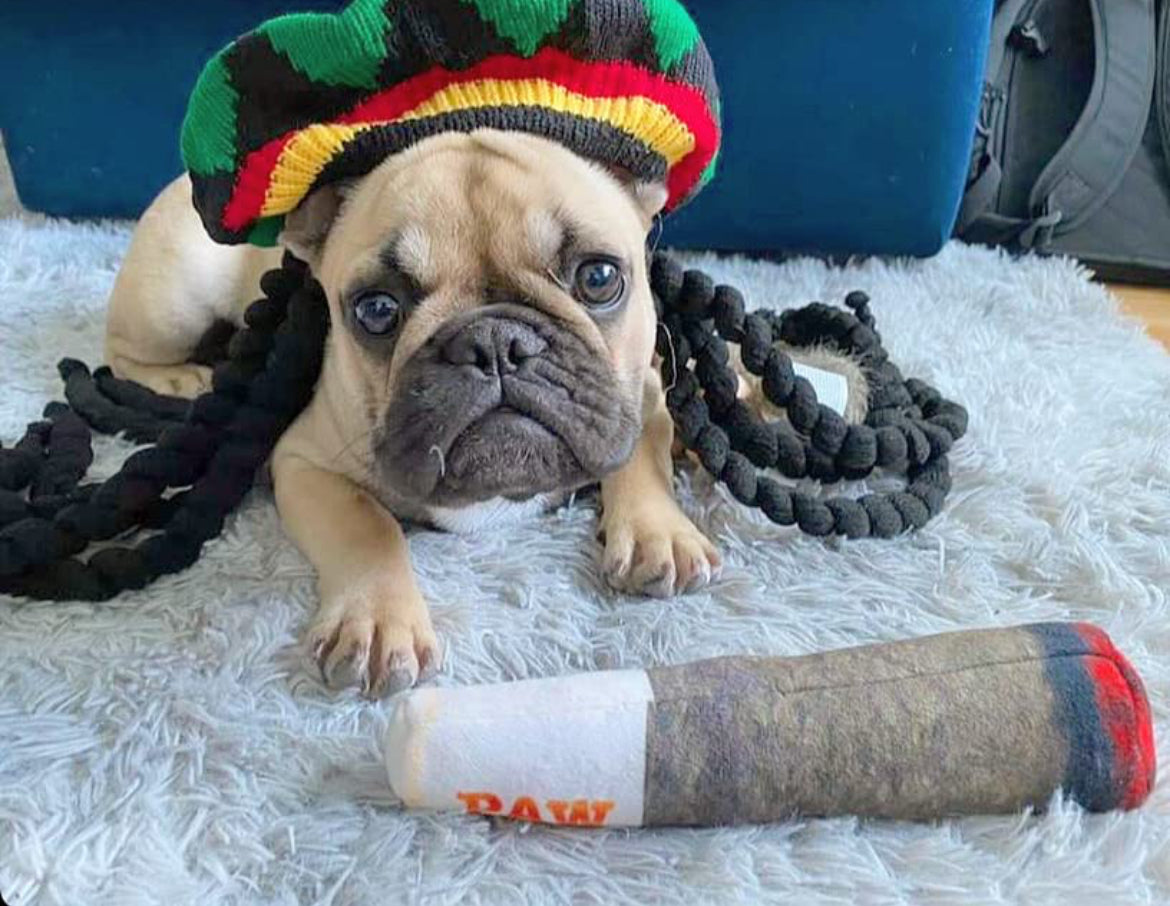 Dog Joint Cigarette
