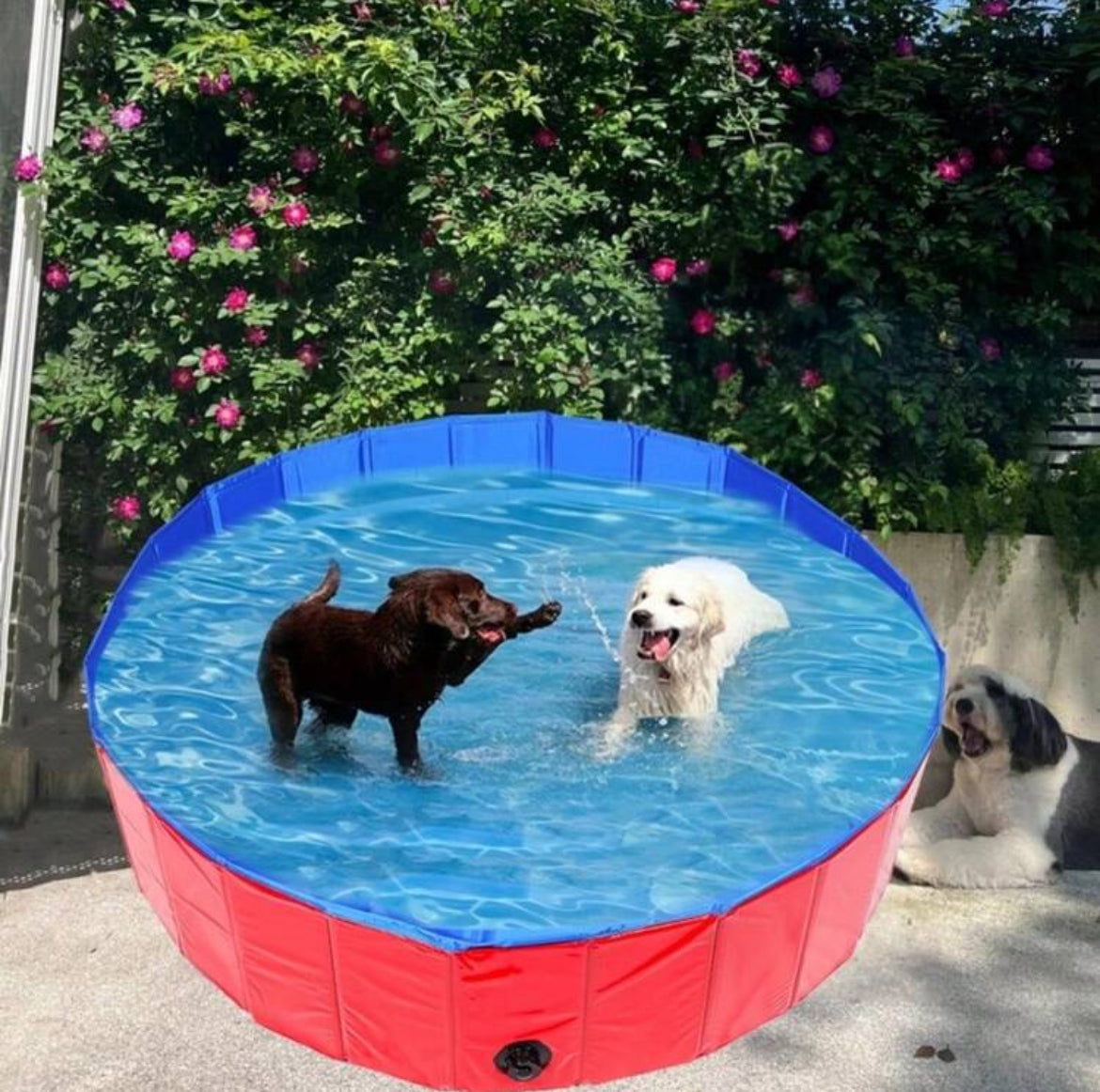 Foldable Pet Pool