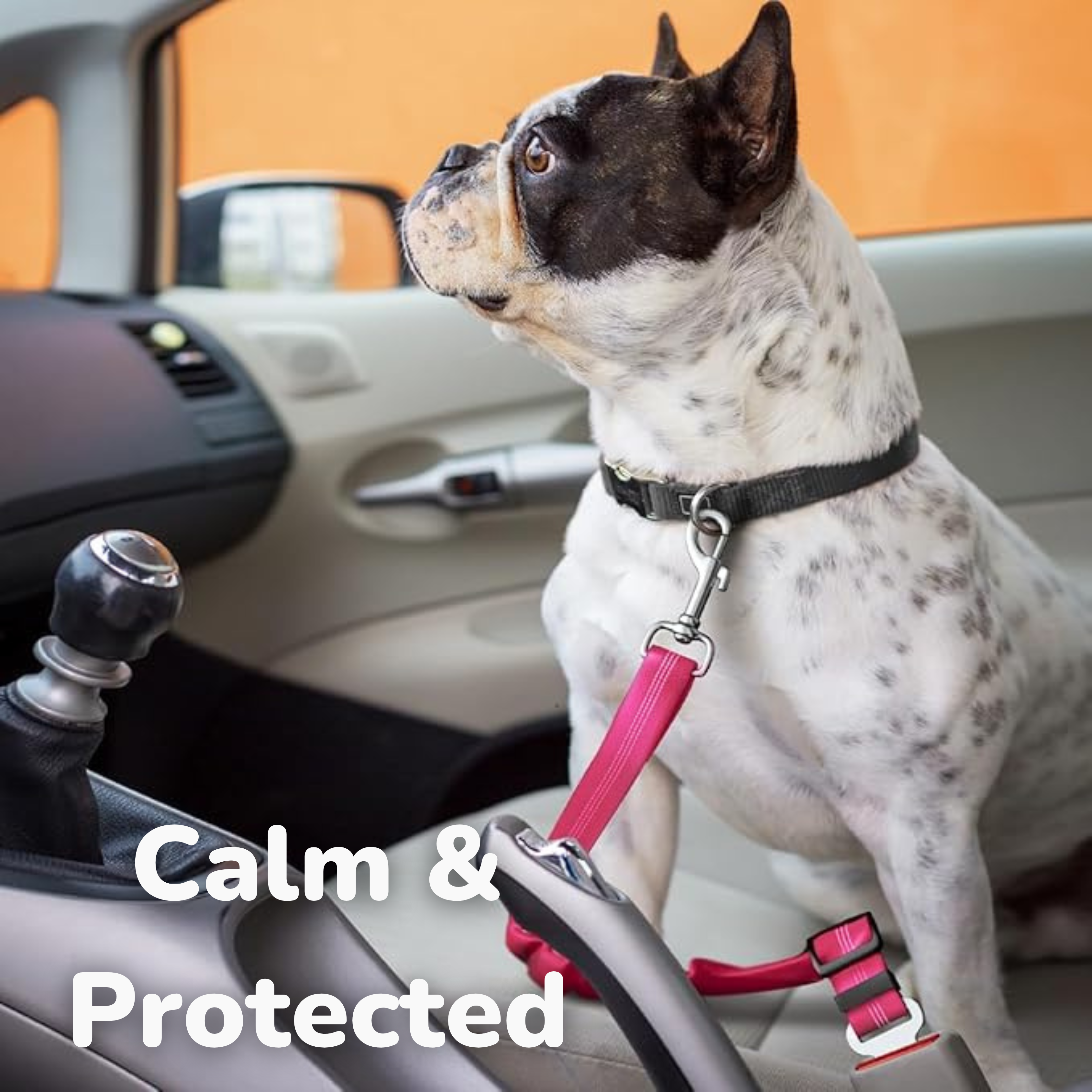 Bungee Seat Belt Leash