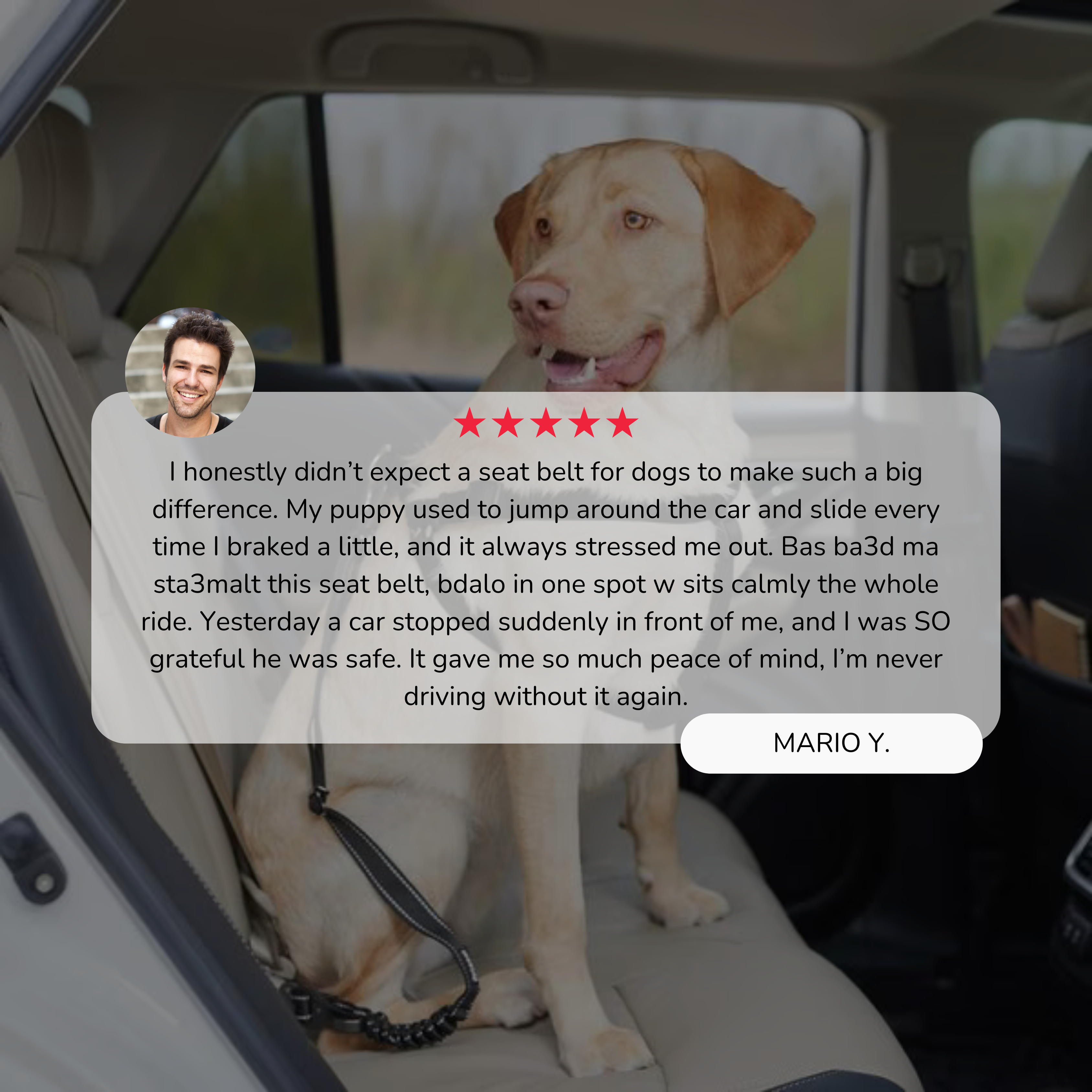 Bungee Seat Belt Leash