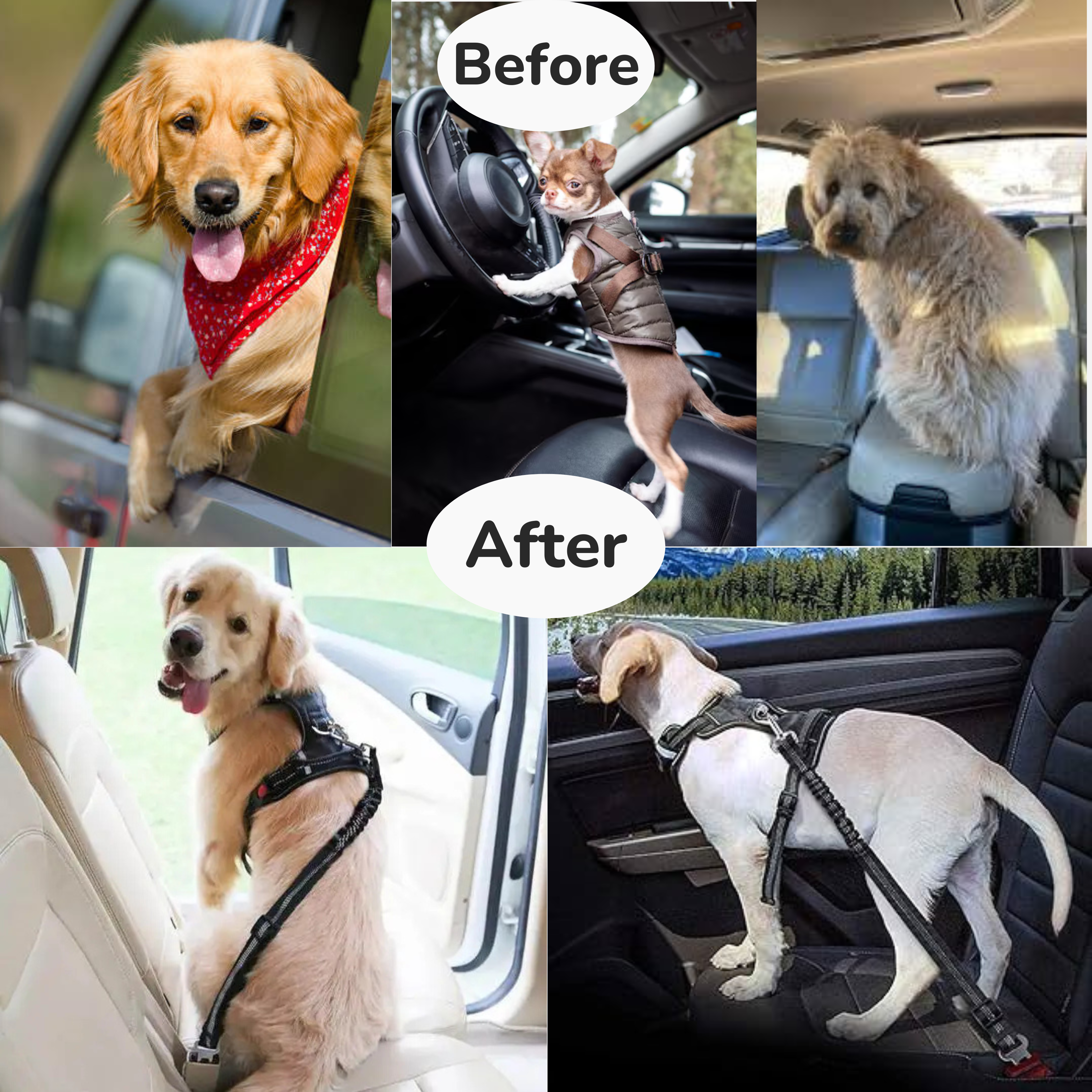 Bungee Seat Belt Leash