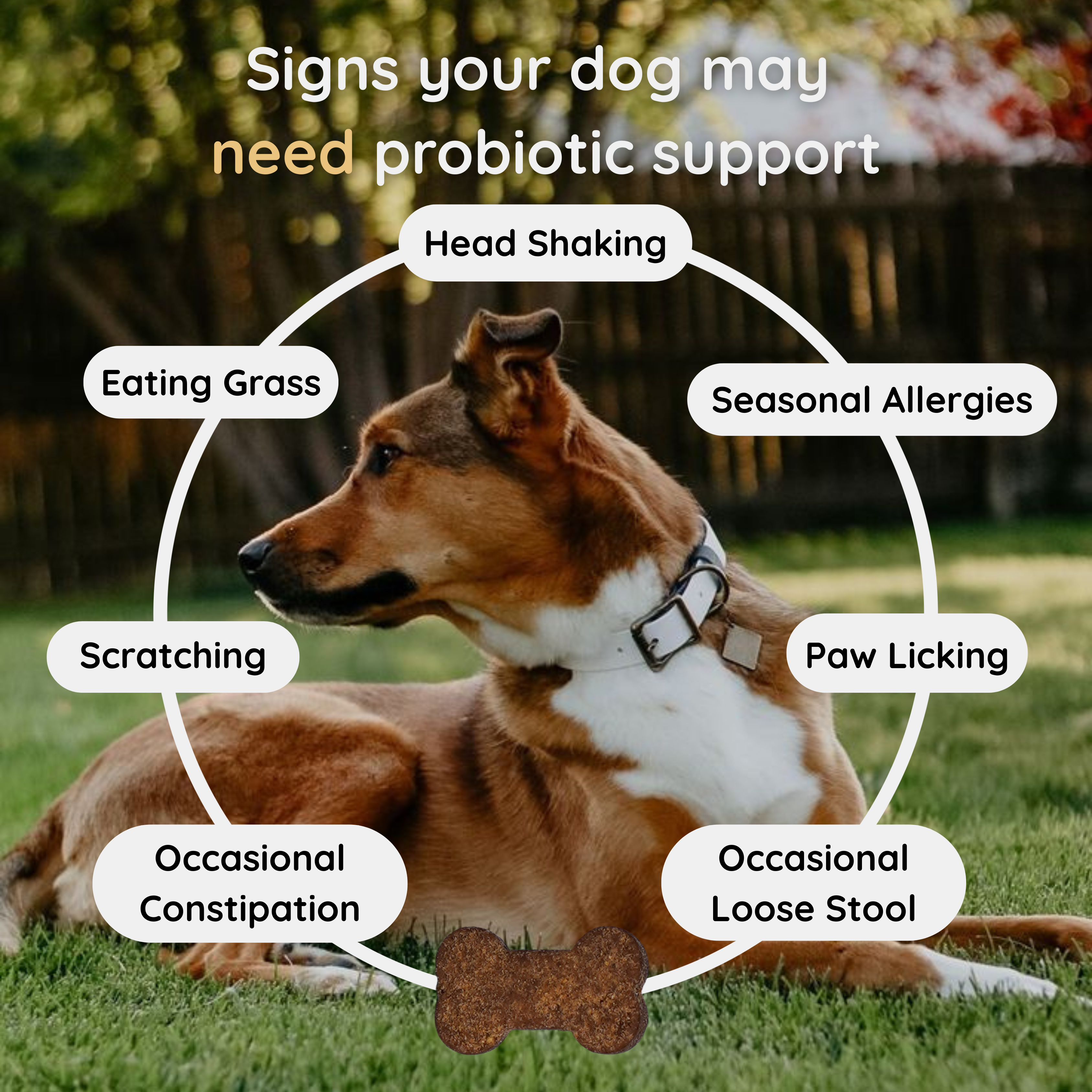 Vetra Labs™ - Probiotics